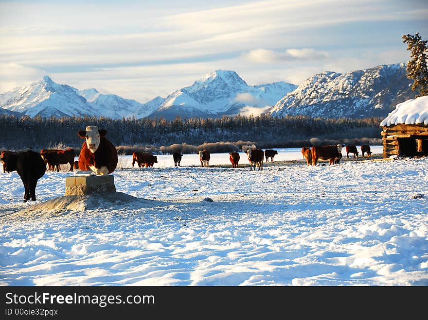 Cows on the ranch in winter. Cows on the ranch in winter