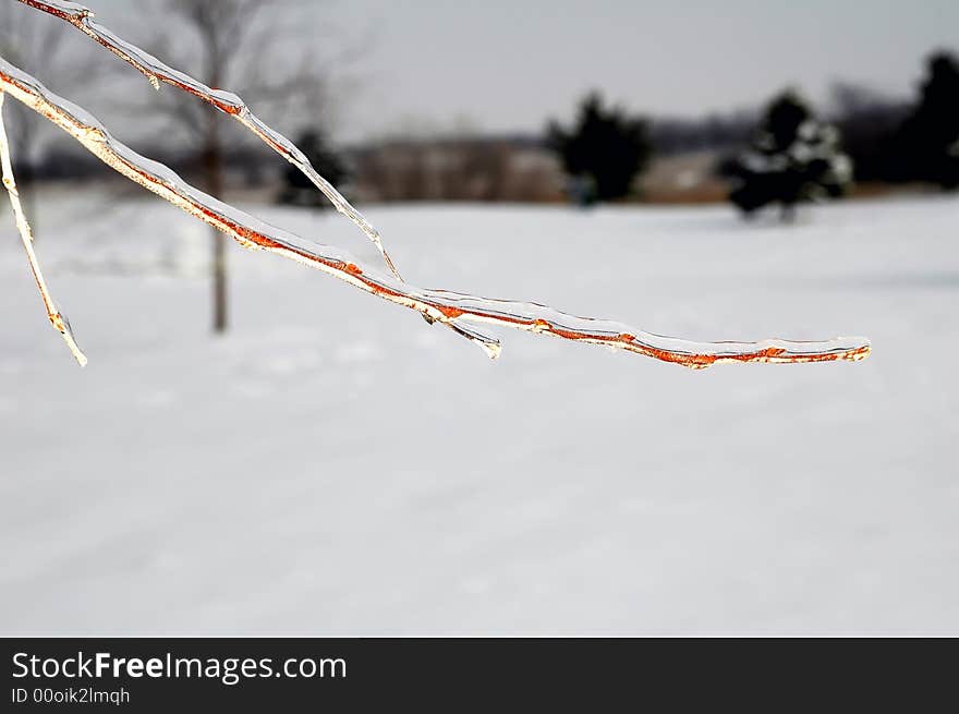 Ice covered twig on tree after mid-west ice storm. Ice covered twig on tree after mid-west ice storm.