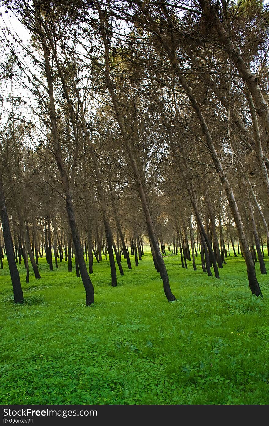 Pine forest - suggestive sicilian landscape in a Catania hinterland