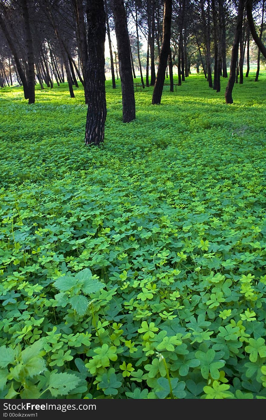 Clover in a pine forest - suggestive prospective close-up. Clover in a pine forest - suggestive prospective close-up