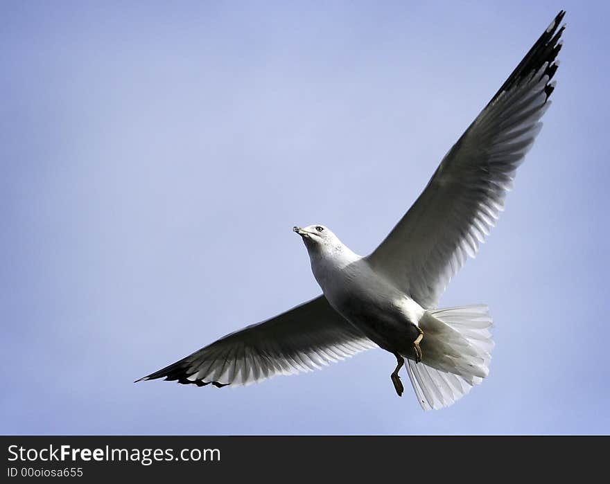 A seagull in flight with wings fully Extended