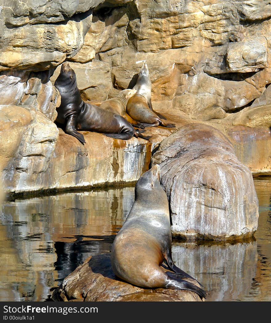 Sunbathing sea lions