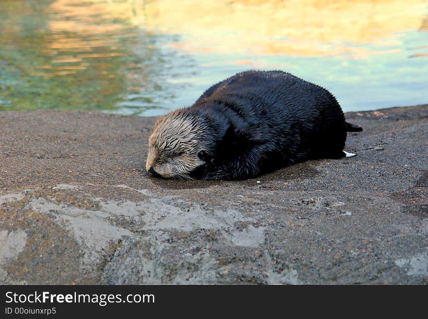 Wet otter