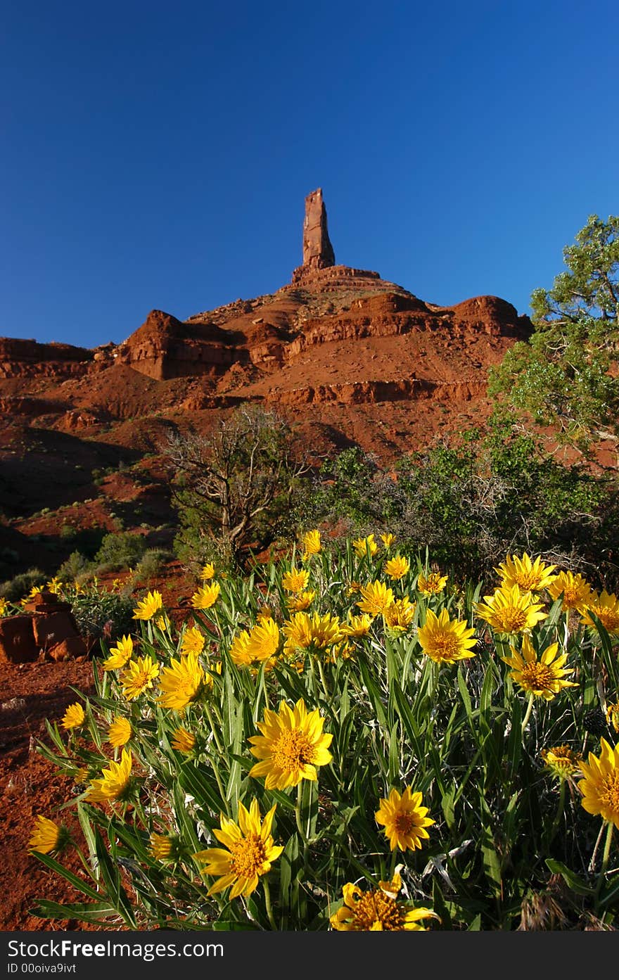 Spring picture of Castleton Tower, near Moab, Utah