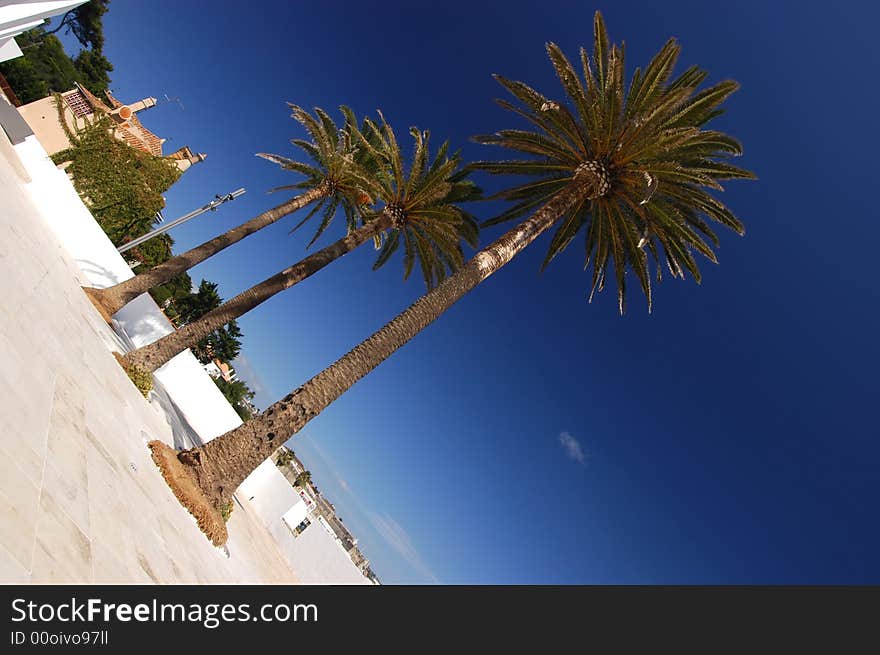 Palm trees on the beach walk of european tuorist attraction