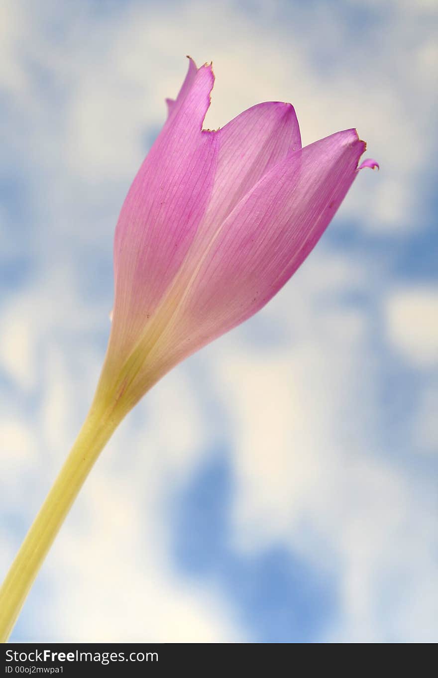 Lilac flower on a background of the blue sky and clouds