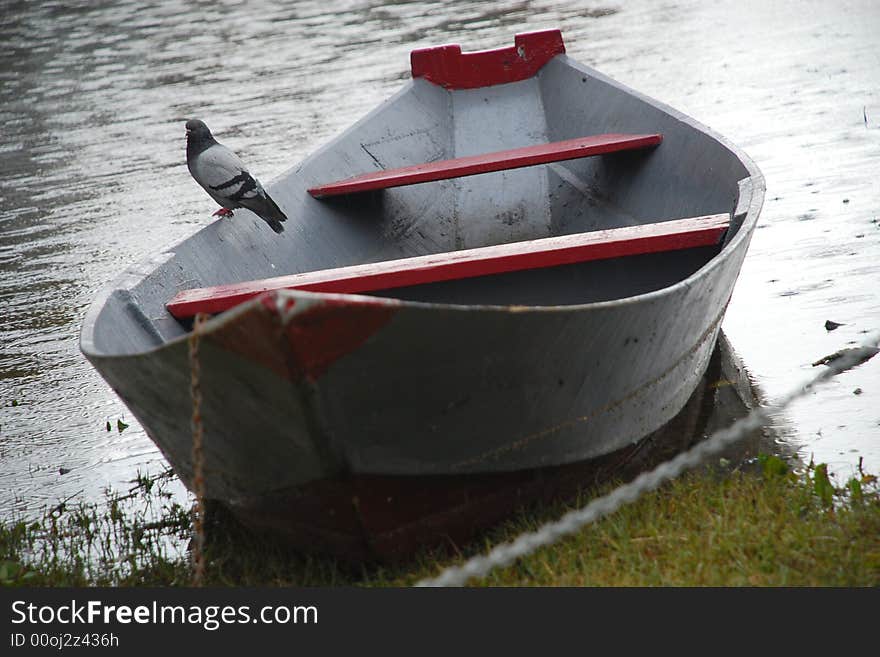 Lonely dove sitting on boat