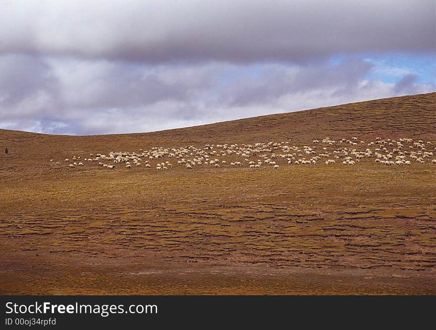 it is sheep in the meadow, it is in Tibet of China. See more my images at :). it is sheep in the meadow, it is in Tibet of China. See more my images at :)