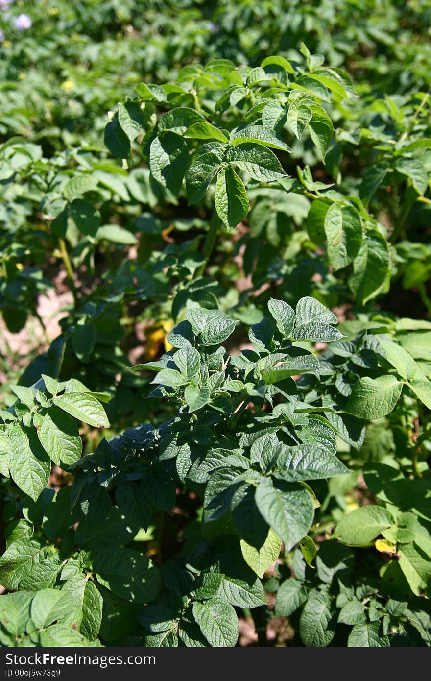 Field of green potatoes bush