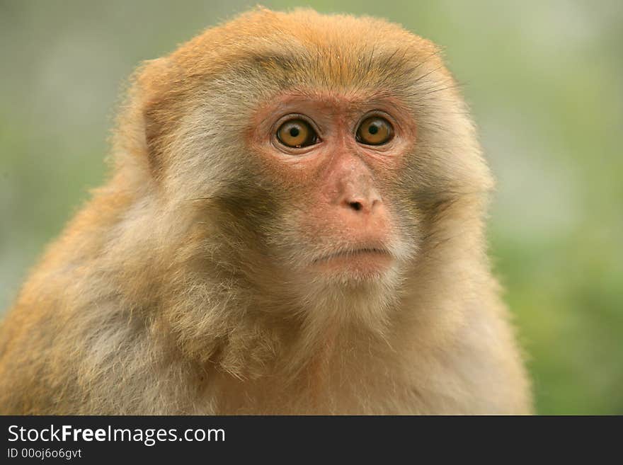 Close-up Of Monkey