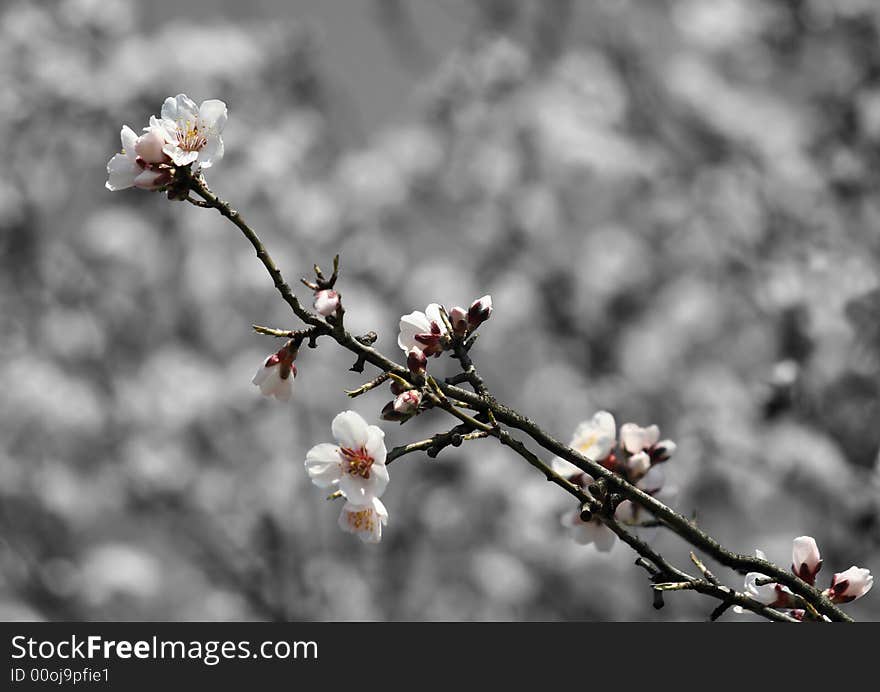 Clorkey of a blooming twig. Clorkey of a blooming twig