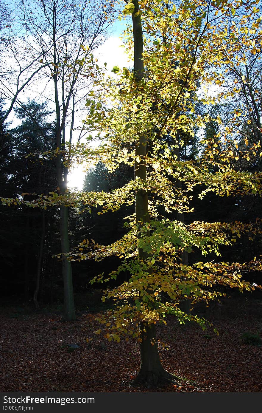 Autumn tree yellow