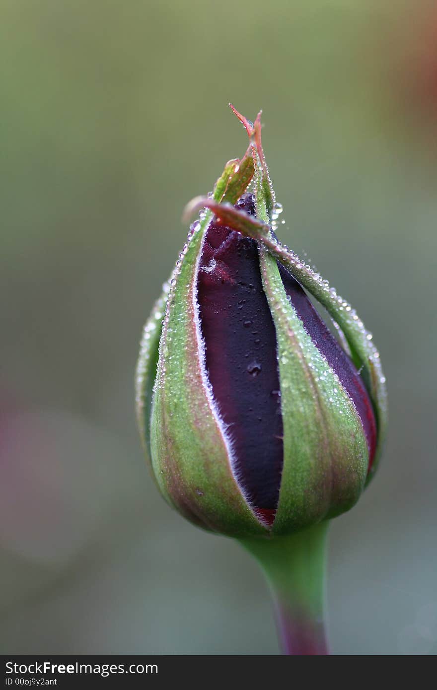 Closeup of a beautiful rose with morning dew. Closeup of a beautiful rose with morning dew