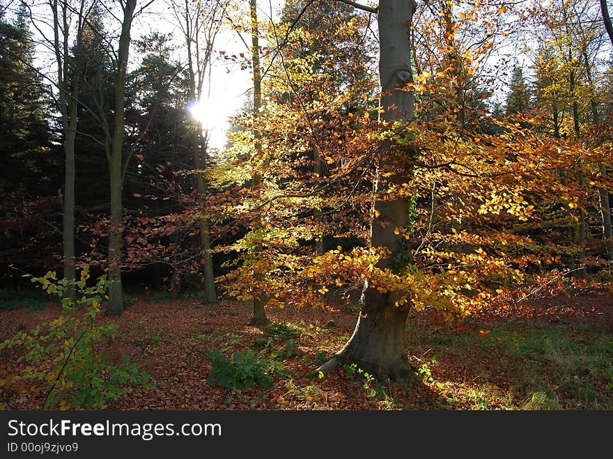 Autumn tree orange