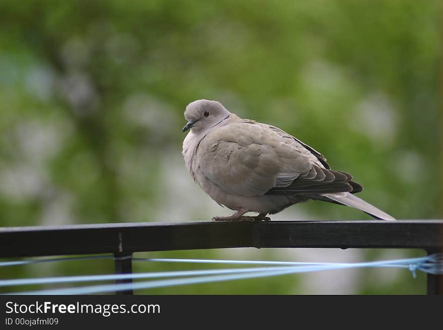 Bird on the balcony- pigeon. Bird on the balcony- pigeon