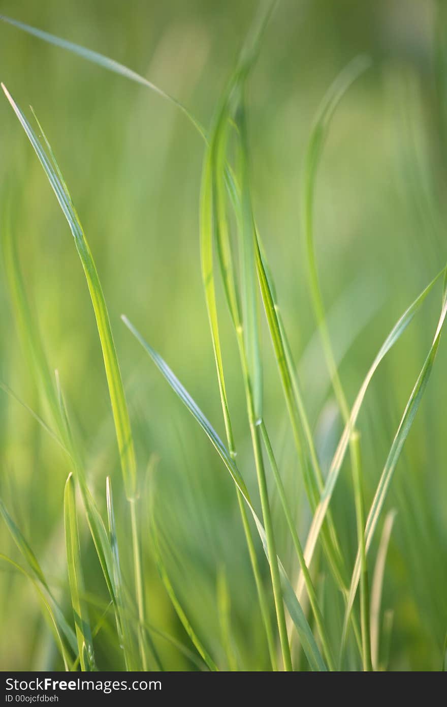 Grass Details. Growth