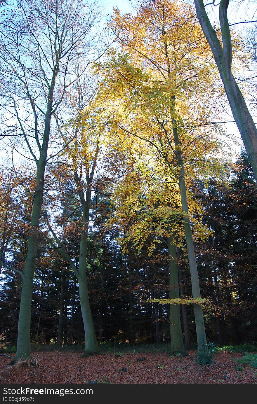 Autumn forest yellow leaves