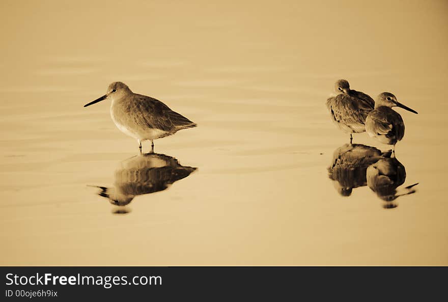 Three willets at sunset feeding at a lake in Queens New York