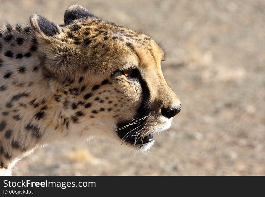 Cheetah Head (close-up)