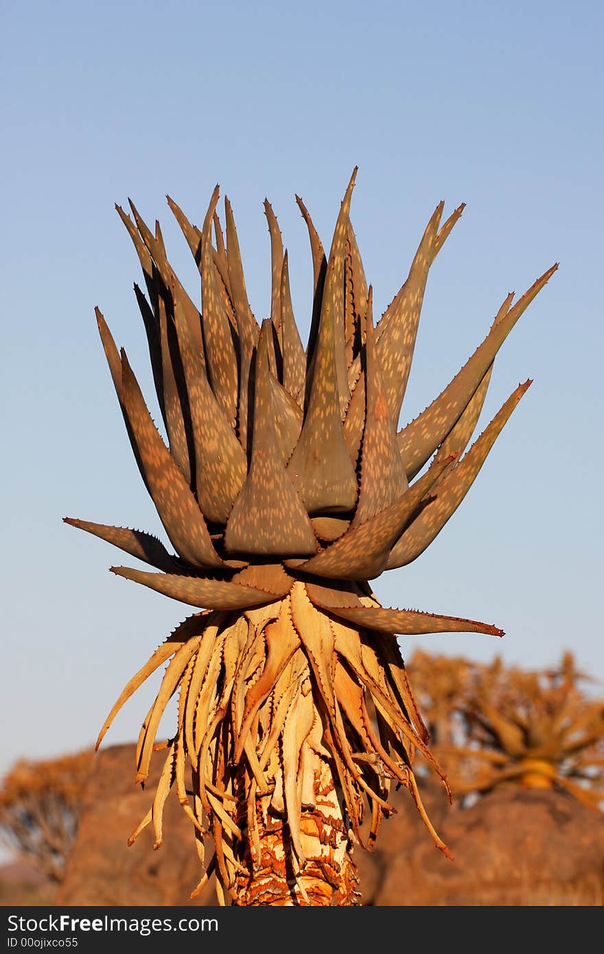 Agave plant in firy red sundown colours