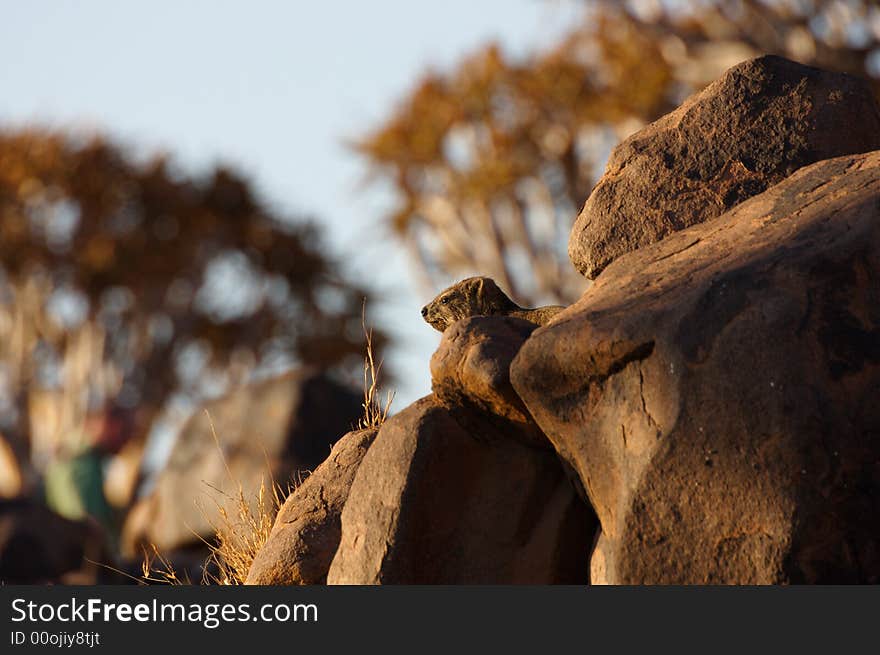 Rock Hyrax Between Rocks