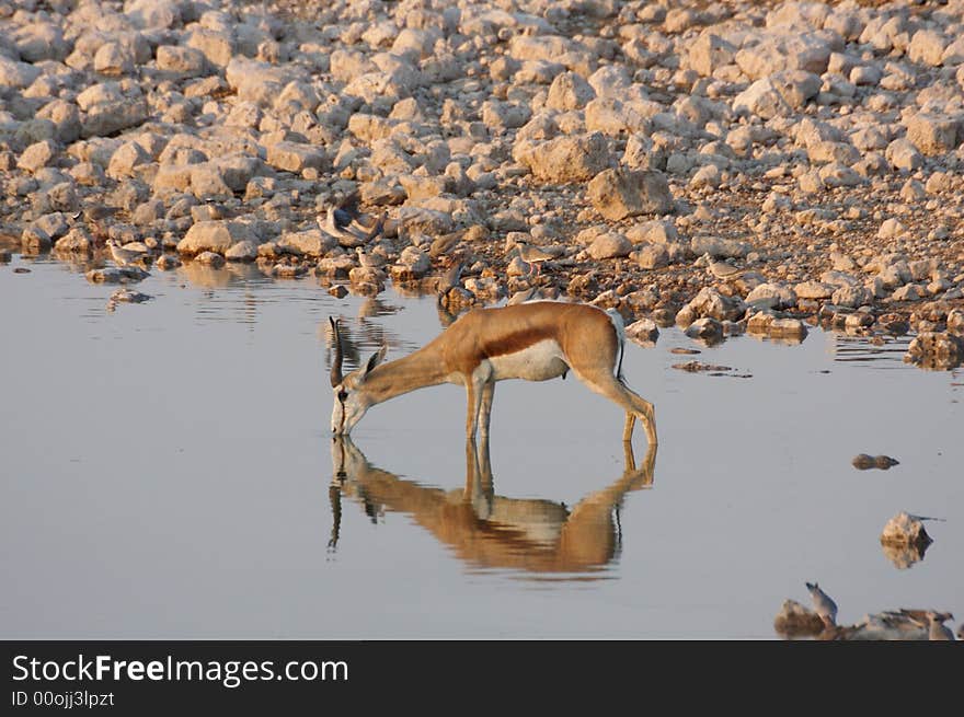 Springbok in a waterhole