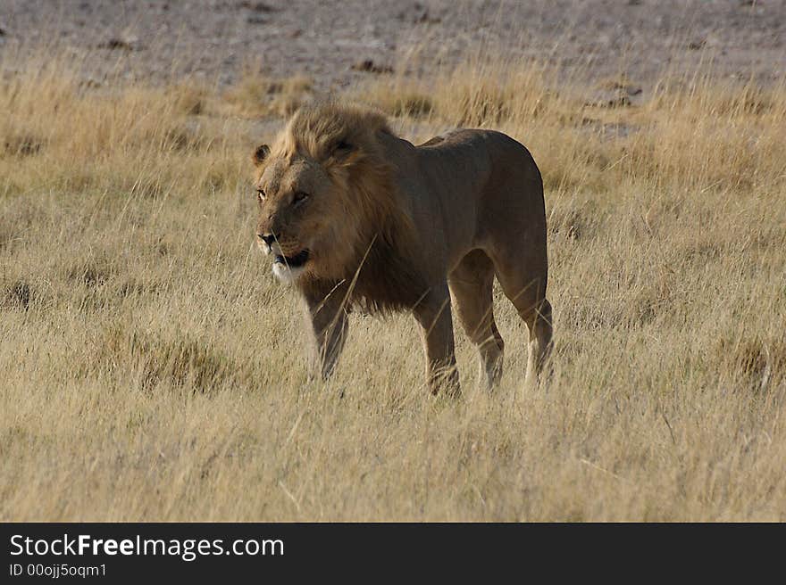 A powerfull lion heading towards something