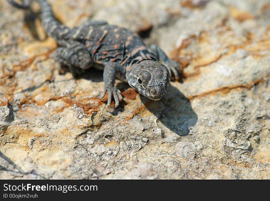 This small collard lizard is basking on a rock to absorb heat. This small collard lizard is basking on a rock to absorb heat.