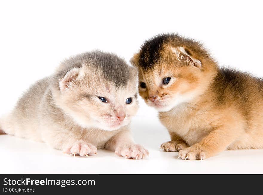 Kittens in studio  on a neutral background