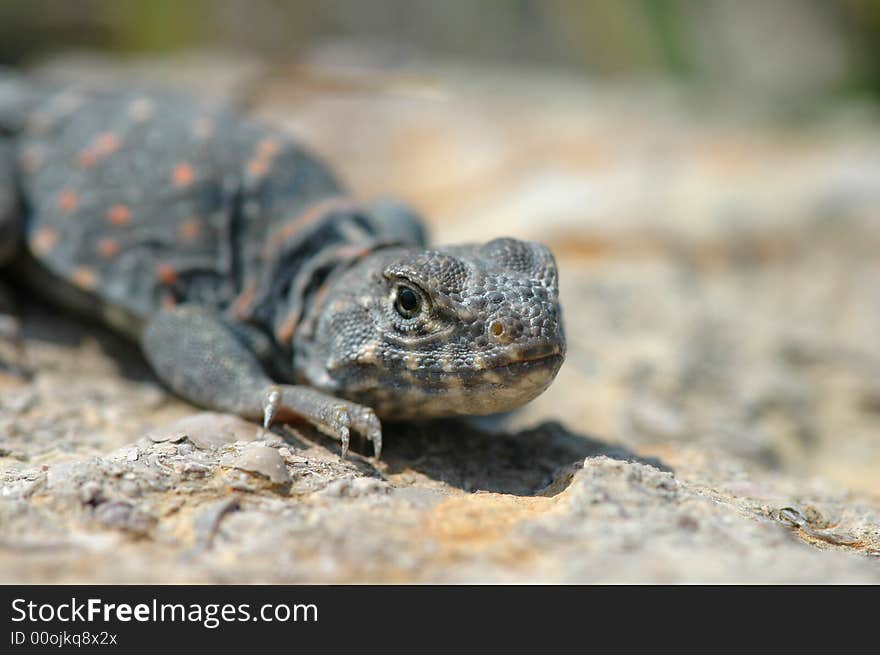 An image of a cute little collard lizard with limited depth of field focus. An image of a cute little collard lizard with limited depth of field focus.