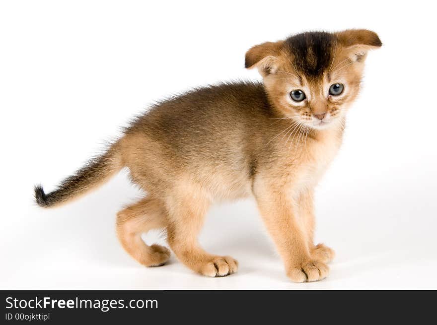 Kitten in studio on a neutral background