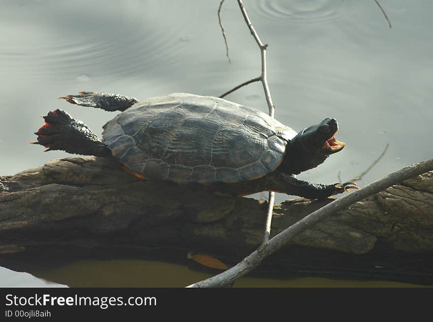 An aquatic turtle appears to be trying to fly while it basks in the sun on a log. An aquatic turtle appears to be trying to fly while it basks in the sun on a log.