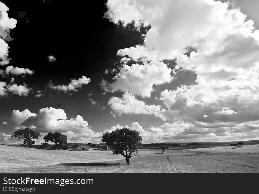 Sky and Trees