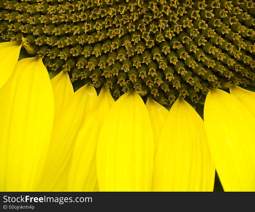 Sunflower close-up