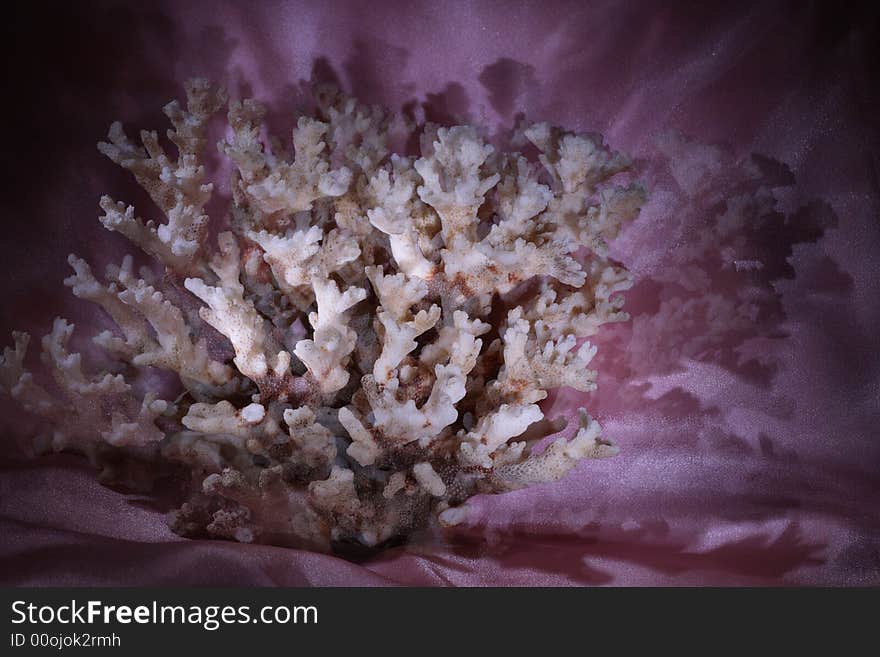 Sea coral on the pink background