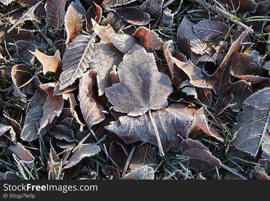 Frozen leaves on a horizontal format