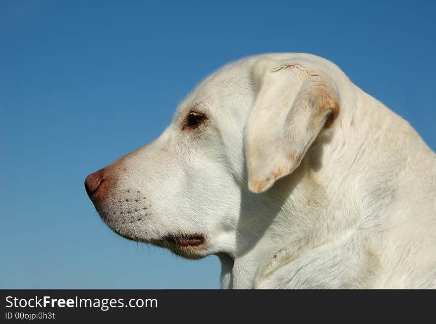 Portrait of labrador outdoors with blue sky