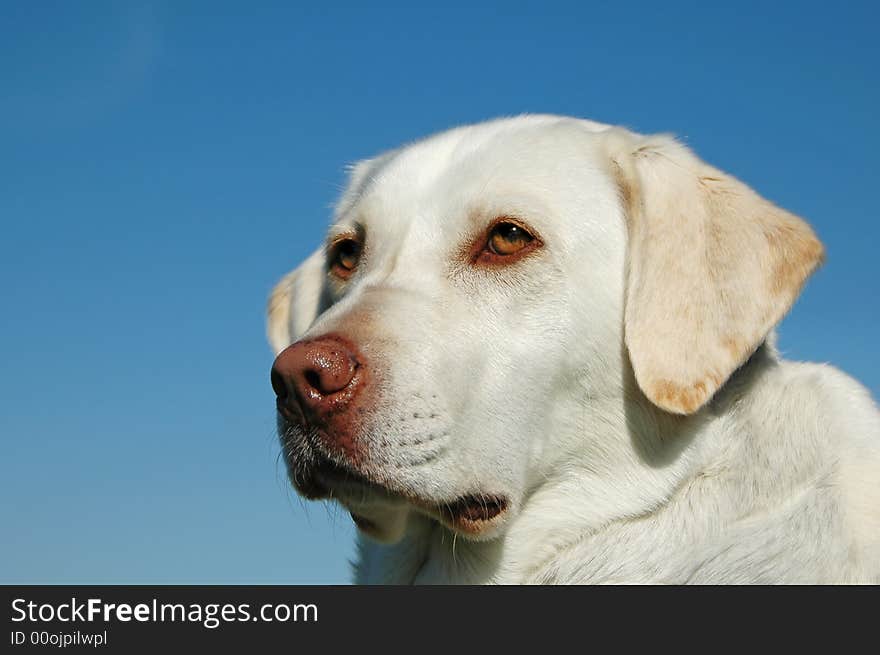 Portrait of labrador outdoors with blue sky