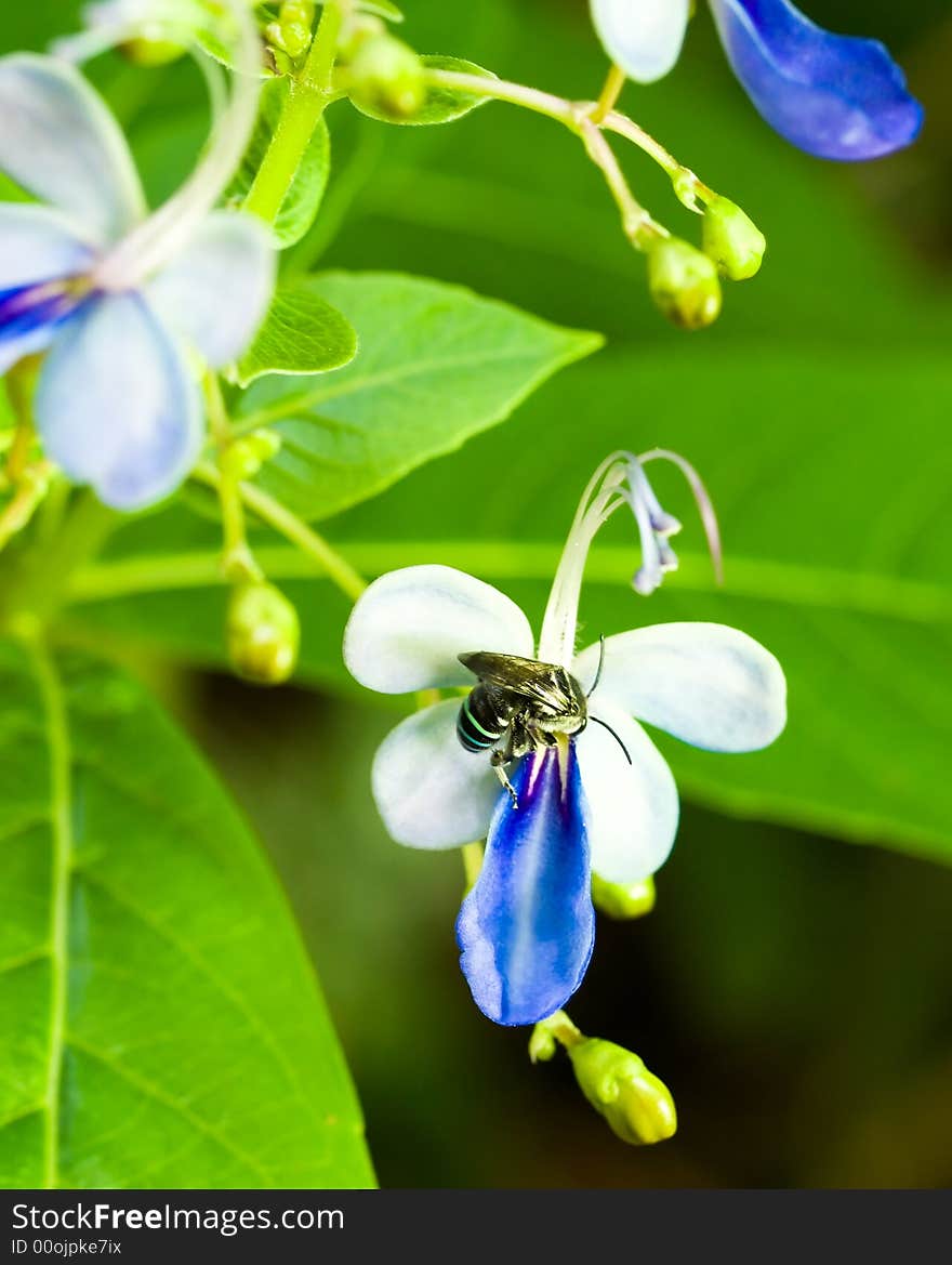 Carpenter bee on Flower