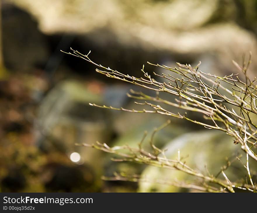 Bare branches of the black olive tree