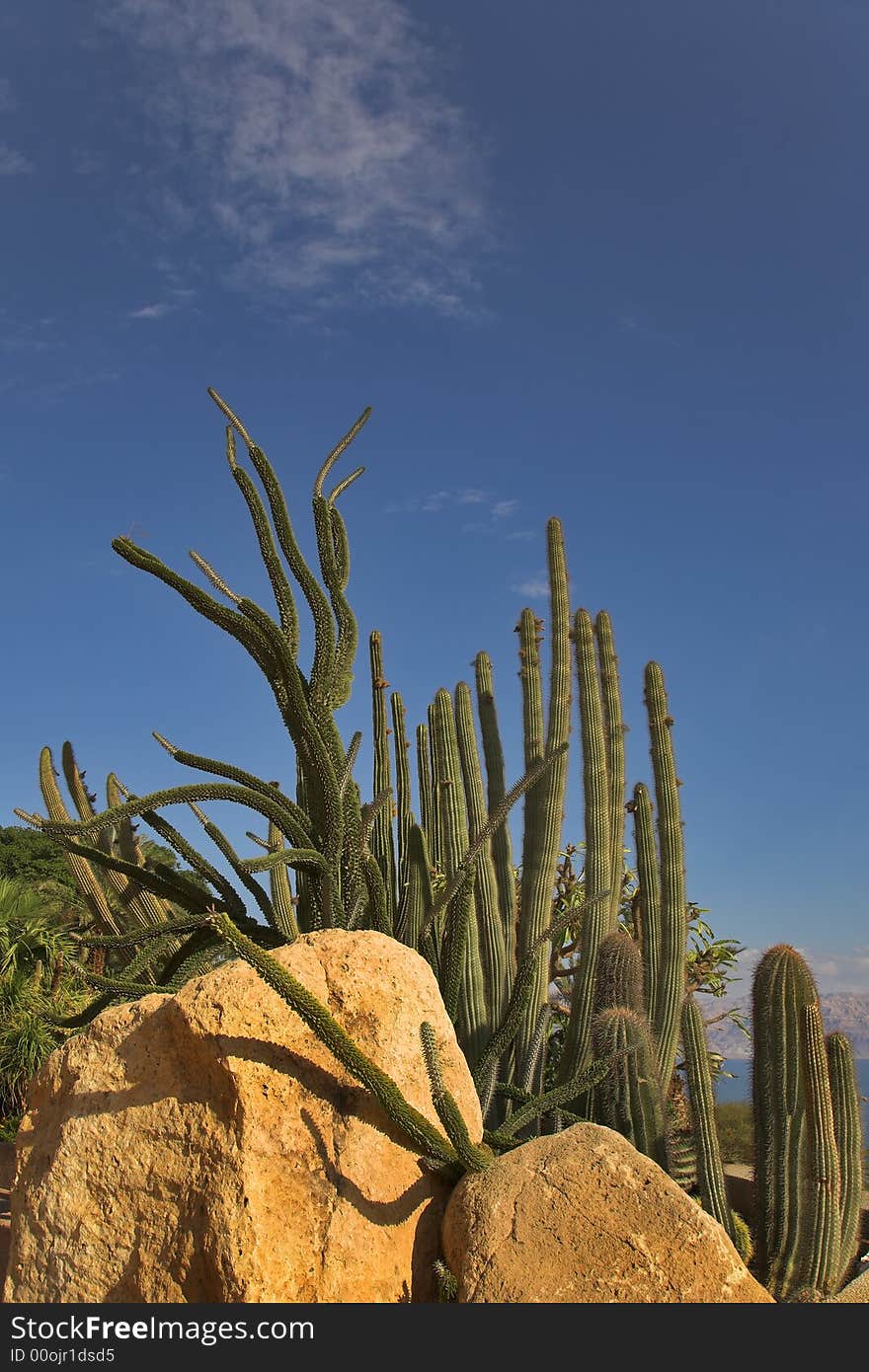 Cactuses and stones in botanical garden on seacoast. Cactuses and stones in botanical garden on seacoast