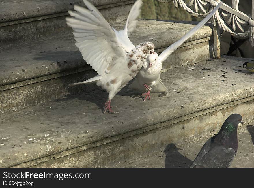 Pigeons On A Stone Ladder