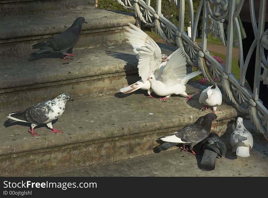 Pigeons on a stone ladder