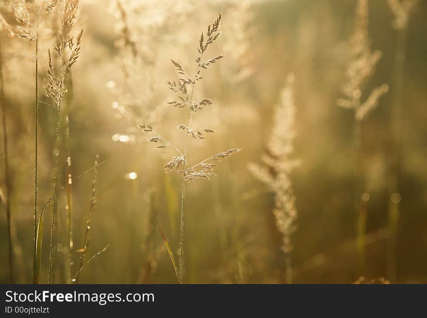 Morning sun shining through the dew on grass. Morning sun shining through the dew on grass