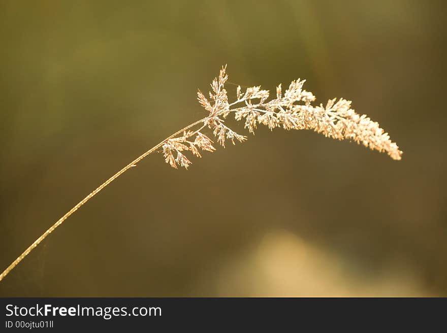 Morning sun shining through the dew on grass. Morning sun shining through the dew on grass