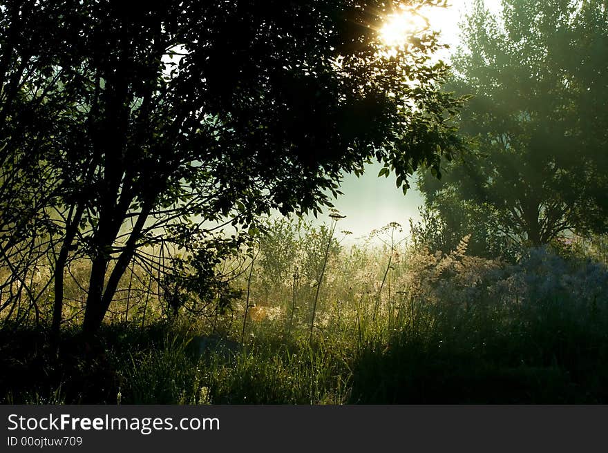 Morning sun shining through the leafs. Morning sun shining through the leafs