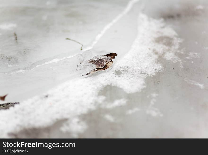 Freezed leafs in water