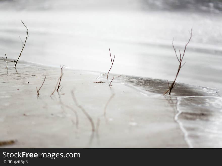 Freezed Dry Bush In Water