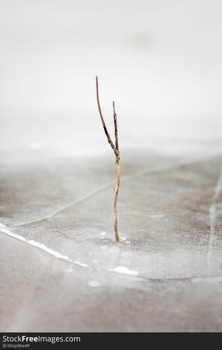 Freezed dry bush in water