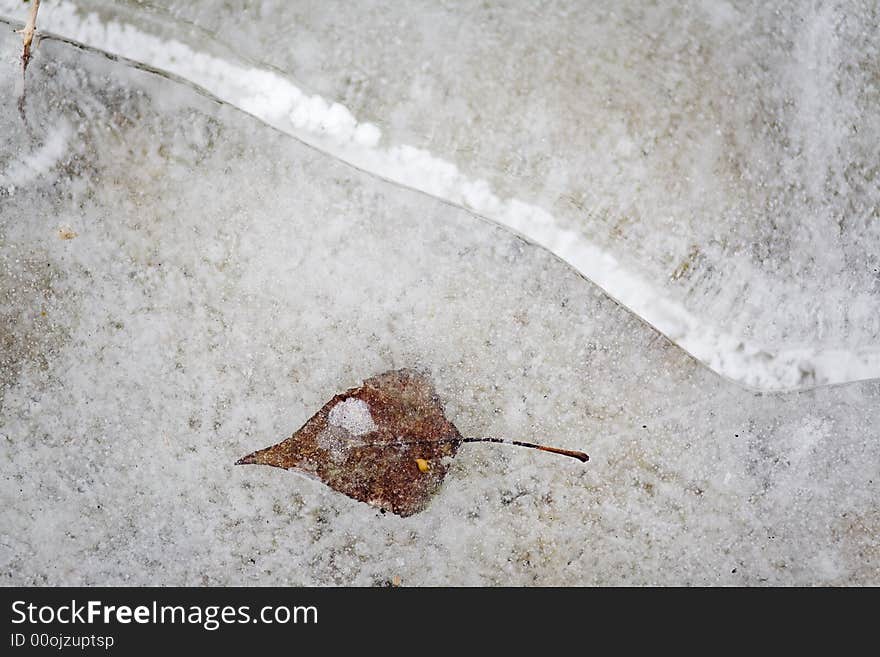 Freezed leafs in water